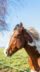 Fototapeta premium brown horse in the field side profile