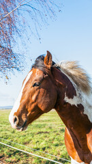 brown horse in the field side profile