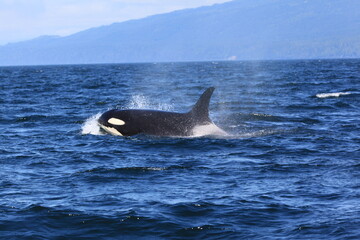 Fototapeta premium Orca