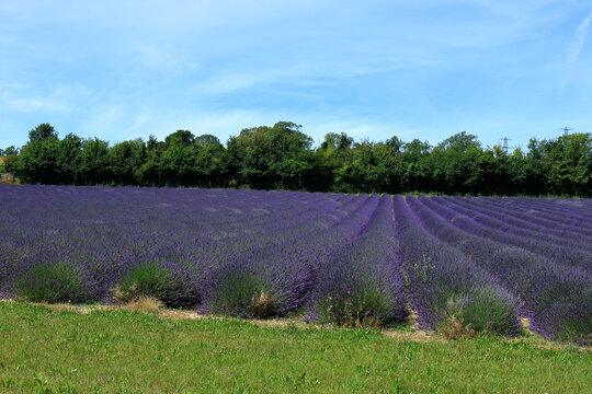 A field with rows of Lavender bushes and green trees
