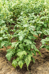 Growing tomatoes in a greenhouse - tomato bushes with green tomatoes on branches in a greenhouse