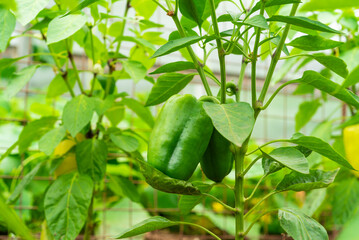 Green bell pepper ripens on a bush branch, close-up, macro