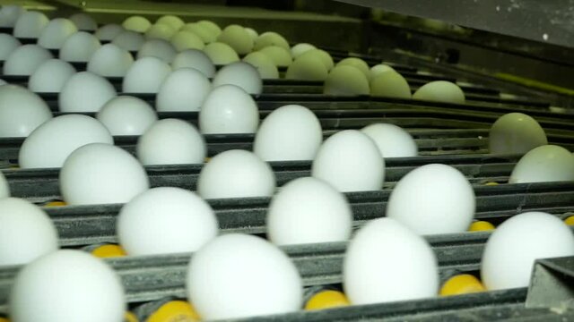 Conveyor for eggs in a poultry farm.

Many eggs roll along the conveyor in exactly their grooves.