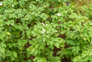 Potato cultivation - beds with flowering bushes potatoes on a farm in summer