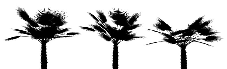 three black silhouettes of tropical plants close up on a white background