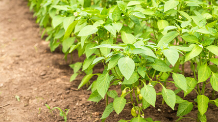 Growing bell pepper - a bed of small growing bushes of bell pepper on a farm
