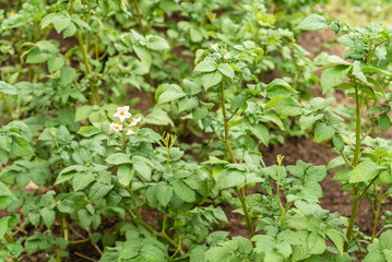 Potato cultivation - beds with flowering bushes potatoes on a farm in summer