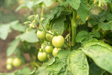 Growing tomatoes - spraying water on bushes with clusters of small green tomatoes on the branches, close-up