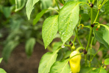 Growing bell pepper - spraying bell pepper bushes with water, drops of water on bell pepper leaves close-up
