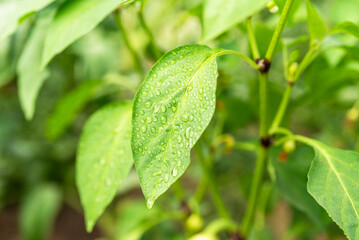 Growing bell pepper - spraying bell pepper bushes with water, drops of water on bell pepper leaves close-up