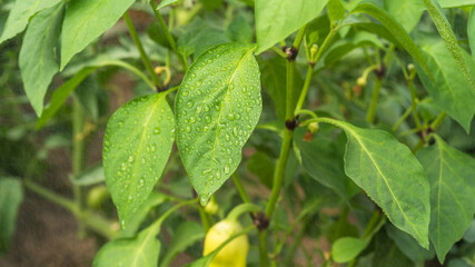 Growing bell pepper - spraying bell pepper bushes with water, drops of water on bell pepper leaves close-up