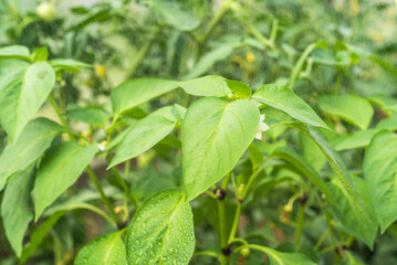 Growing bell pepper - spraying bell pepper bushes with water, drops of water on bell pepper leaves close-up