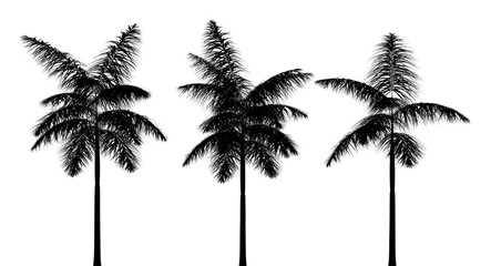 Fototapeta na wymiar three black silhouettes of tropical plants close up on a white background