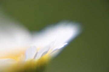 close-up daisy
