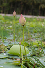 Beautiful lotus buds in the lake.Nelumbo nucifera, also known as Indian lotus, sacred lotus, bean of India, Egyptian bean or simply lotus, is one of two extant species of aquatic plant in the family