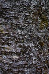 Japanese Tree Bark Texture 2