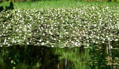 Obraz na płótnie Canvas amazing water lilies swimming on the water with their orange hearts