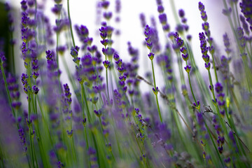 Field of Lavender flowers, Lavandula angustifolia, Lavandula officinalis (Macro shot / close up) - Deep purple colour (Wallpaper)