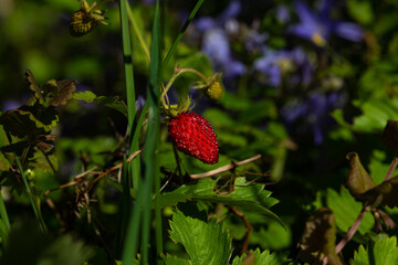 Wild strawberry growing in a bavarian forest - Macro shot

