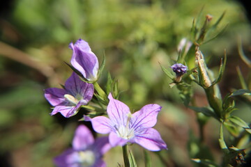pink flower close-up image
