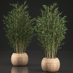 Bamboo bushes in a basket isolated on black background
