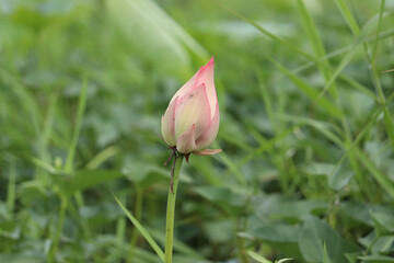 Beautiful lotus buds in the lake.Nelumbo nucifera, also known as Indian lotus, sacred lotus, bean of India, Egyptian bean or simply lotus, is one of two extant species of aquatic plant in the family
