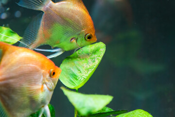 Pairof Gold Pterophyllum Scalare guarding eggs. Roe on the leaf