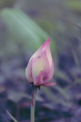 Beautiful lotus buds in the lake.Nelumbo nucifera, also known as Indian lotus, sacred lotus, bean of India, Egyptian bean or simply lotus, is one of two extant species of aquatic plant in the family