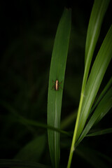 Grasshopper is sitting (Caelifera) on a leaf Macro Photography in a German forest