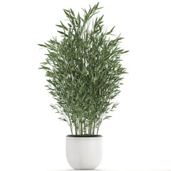 Bamboo bushes in a white pot isolated on white background