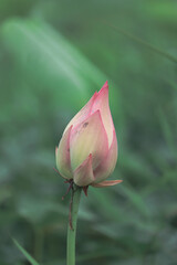 Beautiful lotus buds in the lake.Nelumbo nucifera, also known as Indian lotus, sacred lotus, bean of India, Egyptian bean or simply lotus, is one of two extant species of aquatic plant in the family