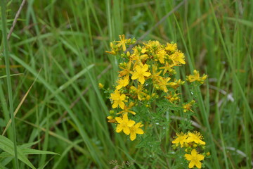 Hypericum flowers (Hypericum perforatum or St John's wort) on the meadow , selective focus on some...