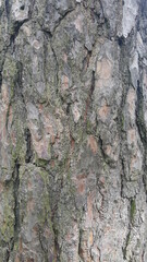 The pattern of a tree in the forest for the background
