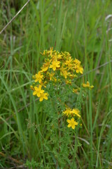 Hypericum flowers (Hypericum perforatum or St John's wort) on the meadow , selective focus on some...