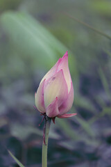 Beautiful lotus buds in the lake.Nelumbo nucifera, also known as Indian lotus, sacred lotus, bean of India, Egyptian bean or simply lotus, is one of two extant species of aquatic plant in the family