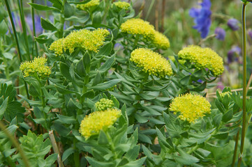 Rhodiola rosea