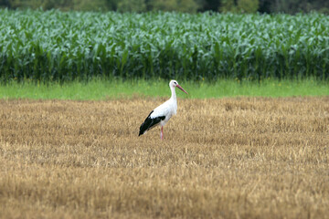 Fototapeta premium Storch steht in einer Wiese