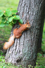 alert pose of a squirrel on a tree trunk