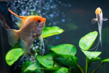 Pterophyllum Scalare in aqarium water