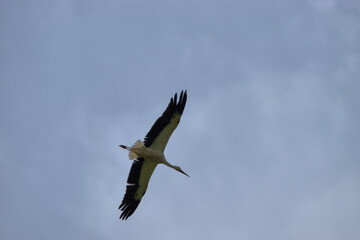 Storch gleitet durch die Luft