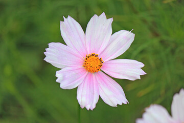 Fototapeta premium bright beautiful flowers in botanical garden