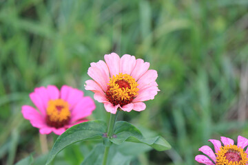 bright beautiful flowers in  botanical garden