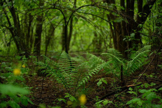 Wild fern grows in a forest under trees in summer