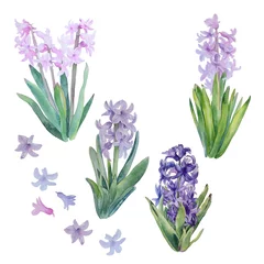 Glasschilderij Hyacint Aquarel hyacinten set. Prachtige lentebloemen geïsoleerd op een witte achtergrond.
