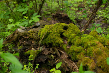 Old big tree in the forest overgrown with moss