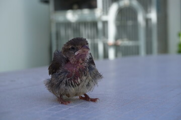 Cría de Gorrión Común 