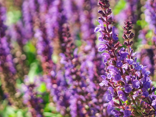 Obraz premium Field of clary sage in the early morning, before the sunrise. Provence, France. Beautiful purple sage flowers blooms in the summer meadow. Flower background