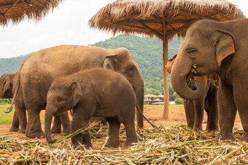 Elephants - Chaing Mai © Paul