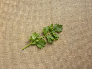 Green color raw fresh Celery leaves