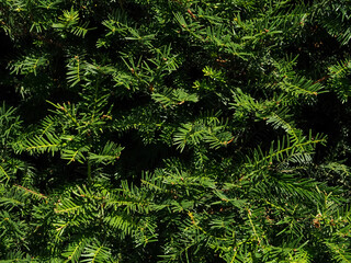 Background of Christmas tree branches. nature natural background branches of thuja, pine as a substrate for design